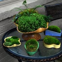 No gastés en el vivero: el truco fácil y efectivo para propagar el musgo para tus terrarios y bonsáis