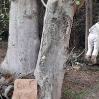 Amenaza macabra: denunció un basurero clandestino y colgaron un muñeco a un árbol para intimidarla