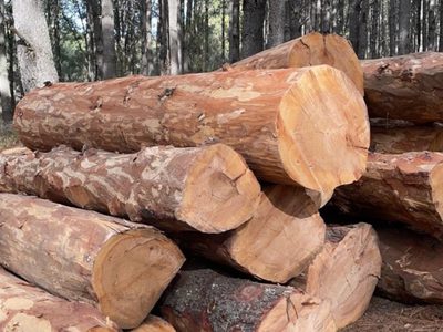 Denuncian tala disfrazada de saneamiento en el parque Nacional La Malinche