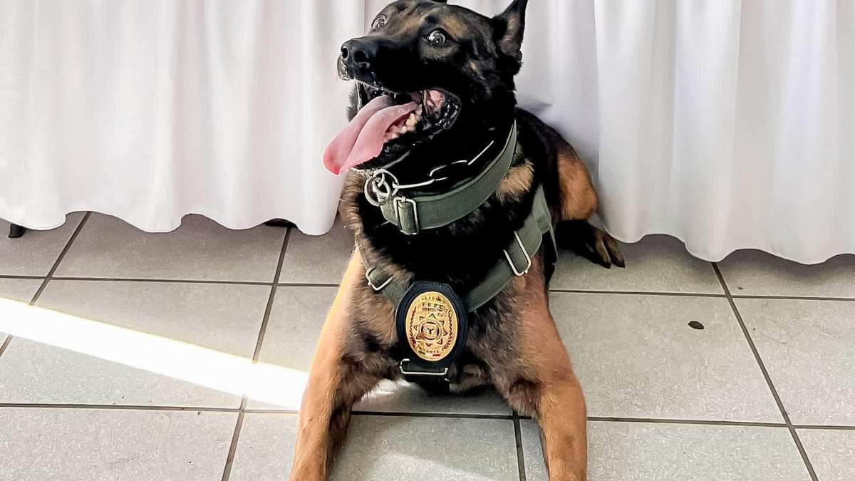 "Boris", perro policía