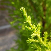 Tomá nota: el secreto para cuidar una de las plantas más difíciles que muchos jardineros no comparten