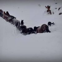 Pura emoción: heroico rescate de caballos en medio de la nieve. Video