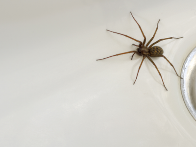 Los sencillísimos y rápidos trucos que mantendrán a las arañas lejos de tu casa