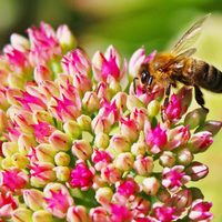 Conocé las plantas de hermosas flores que atraen abejas a tu jardín