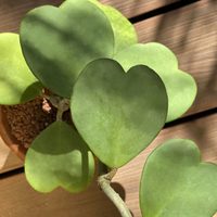 La suculenta con un detalle original y llamativo, especial para regalar en San Valentín