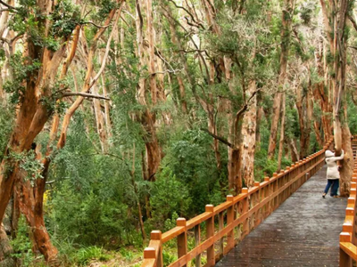 Alerta climática: cierran los 12 kilómetros de sendero al bosque de Arrayanes