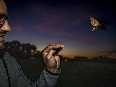 Científicos alemanes colocan pequeñísimos rastreadores en polillas gigantes para seguir su migración