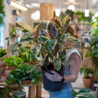 El secreto de los viveristas para reproducir tu planta Ficus elástica en tiempo récord y sin usar químicos caros