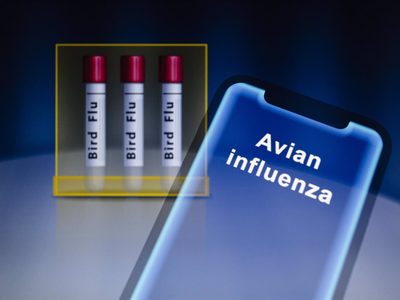 Canadá detecta el primer caso de gripe aviar en humanos