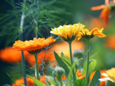 Las plantas que tenés que tener en tu casa si querés alejar a los mosquitos