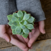 Cuáles son las plantas y suculentas ideales según tu signo del zodiaco