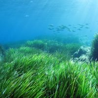 De la piel al fondo del mar: los químicos de protectores solares se acumulan en el Mediterráneo