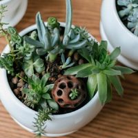 Según el Feng Shui, conocé las plantas con flores que son perfectas para atraer el amor