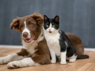 El accesorio para mascotas que se volvió viral y divide opiniones