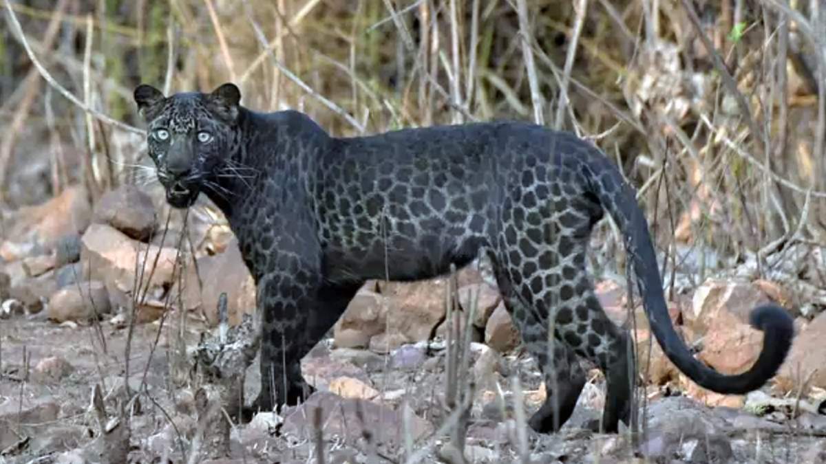 Leopardo negro. Fuente: (Instagram).