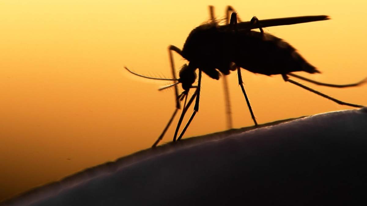 Insecto. Fuente: (Twitter)