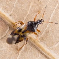 No lo mates: el temible insecto que aparece en tus flores y que es un verdadero tesoro para tu jardín