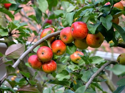 Si tu árbol frutal da flores en otoño, se las tenés que arrancar: por qué y para qué