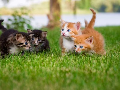 Truco casero para eliminar las manchas y el olor de pis de gato de tu casa por completo