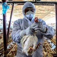 Entregarán subsidios a productores afectados por brotes de gripe aviar