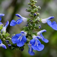 Ideal para macetas o canteros: la planta con bellísimas flores que se banca todo y crece rapidísimo