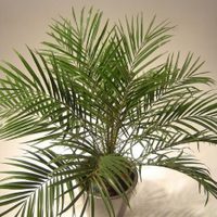 Plantas: así tenés que transplantar este tipo de Palmera para que crezca sana y rozagante en verano