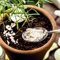 El secreto de los viveristas: el truco natural para que tus plantas crezcan sin parar