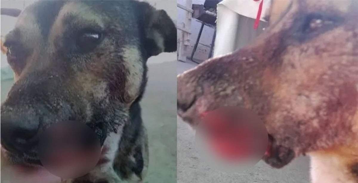 El perro lastimado en Plottier. Fuente: (Facebook)