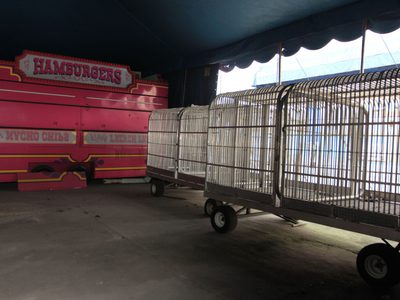 Ordenan a la Semarnat informar el destino de animales silvestres que eran usados en circos