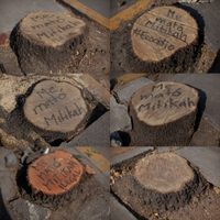 Mítikah: El cementerio de árboles
