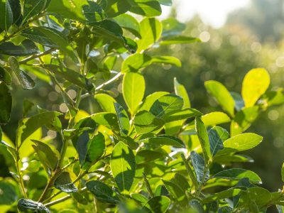 La yerba está carísima: trucos y secretos para cultivar yerba mate en casa