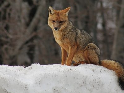 Polémica: en Chubut pagan por el exterminio de especies autóctonas