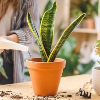 Con solo 1 ingrediente, prepará este fertilizante natural para que tus plantas crezcan sanas y rozagantes