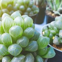 Las suculentas transparentes que son como el cristal y dan hermosas flores