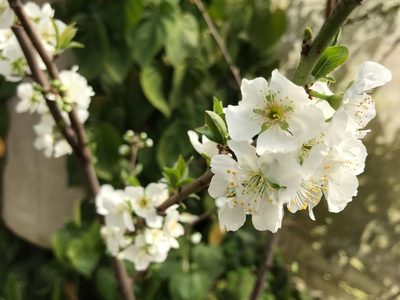 El árbol de pocos cuidados que da flores hermosas en primavera y mucha sombra en verano
