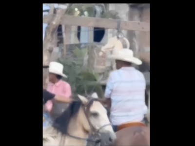 Torturan y decapitan a un gato por fiesta patronal en Guerrero