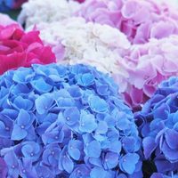 Cuándo tengo que podar mis hortensias: cuáles son las señales y los secretos para que crezcan rozagantes tras la poda