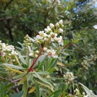 Descubrí el arbusto con flores que va a transformar tu jardín sin pedirte mucho cuidado