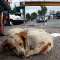 Congreso de Edomex impulsa medidas contra abandono y maltrato animal