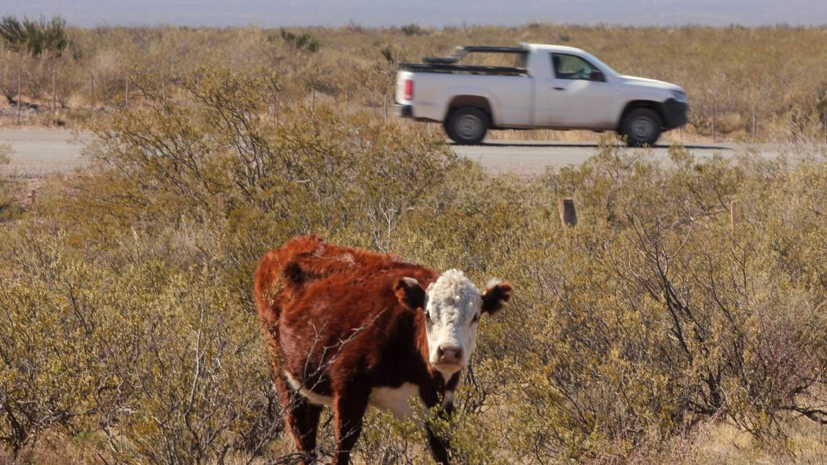 Animales sueltos en rutas