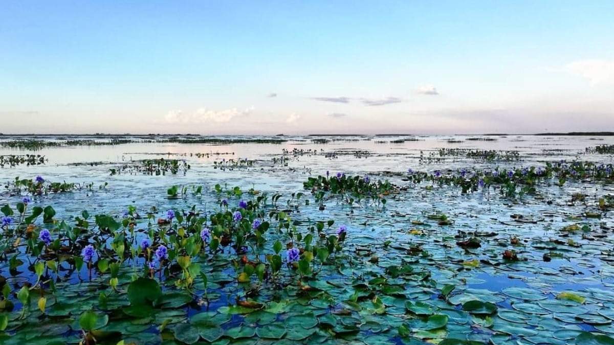 Llegan los turistas al Parque Nacional Iberá. Fuente: (Instagram)