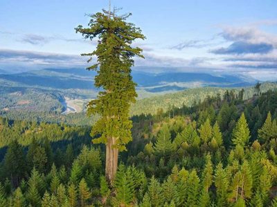 Quienes visiten el árbol más alto de Estados Unidos serán multados y pueden terminar presos