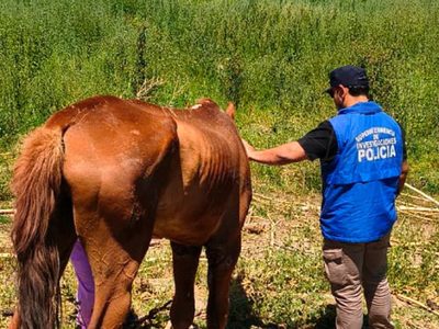 Encontraron caballos abandonados y en mal estado en una chacra deshabitada