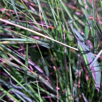 El mayor aliado en el jardín: el insecto que cuida tus plantas como si fuera un verdadero profesional