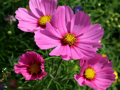 La llamativa planta de coloridas flores que tenés que tener sí o sí e el jardín y que requieren pocos cuidados