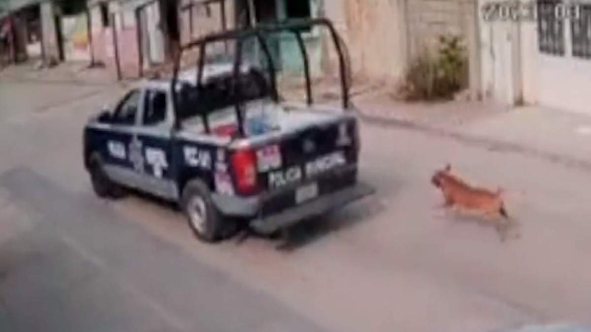 Cámaras captaron el maltrato al perro
