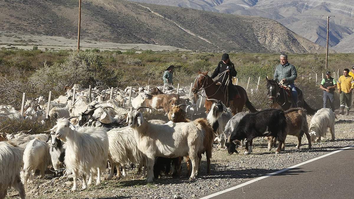 Rolando Figueroa arreando chivos. Fuente: (Neuquén Informa)