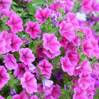 Hermosa y cero exigente: la planta que florece todo el verano y tiene el doble de pétalos