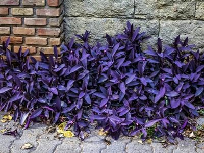 Crece silvestre, pero pocos saben que esta planta tiene nutrientes y hasta sirve para mermelada