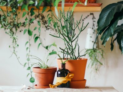 No te preocupes más: el secreto definitivo para cuidar tus plantas si salís de vacaciones